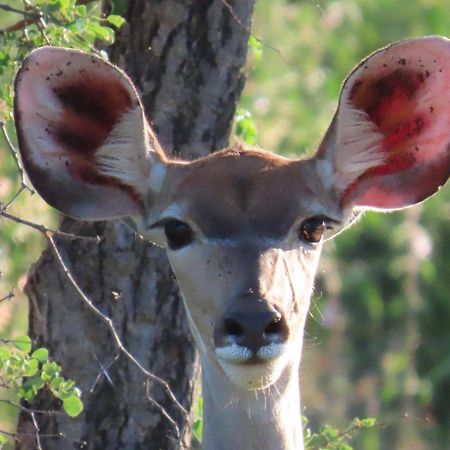 Naledi Lodges Balule Game Reserve Εξωτερικό φωτογραφία