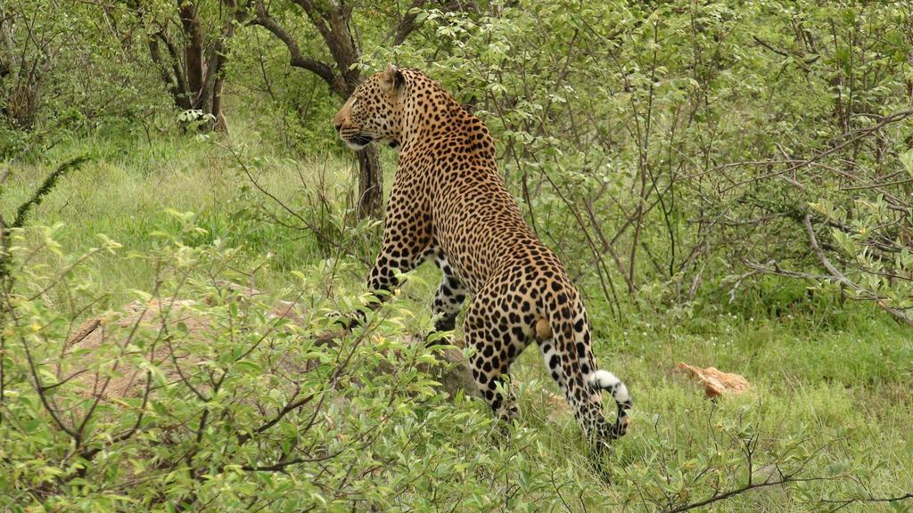 Naledi Lodges Balule Game Reserve Εξωτερικό φωτογραφία