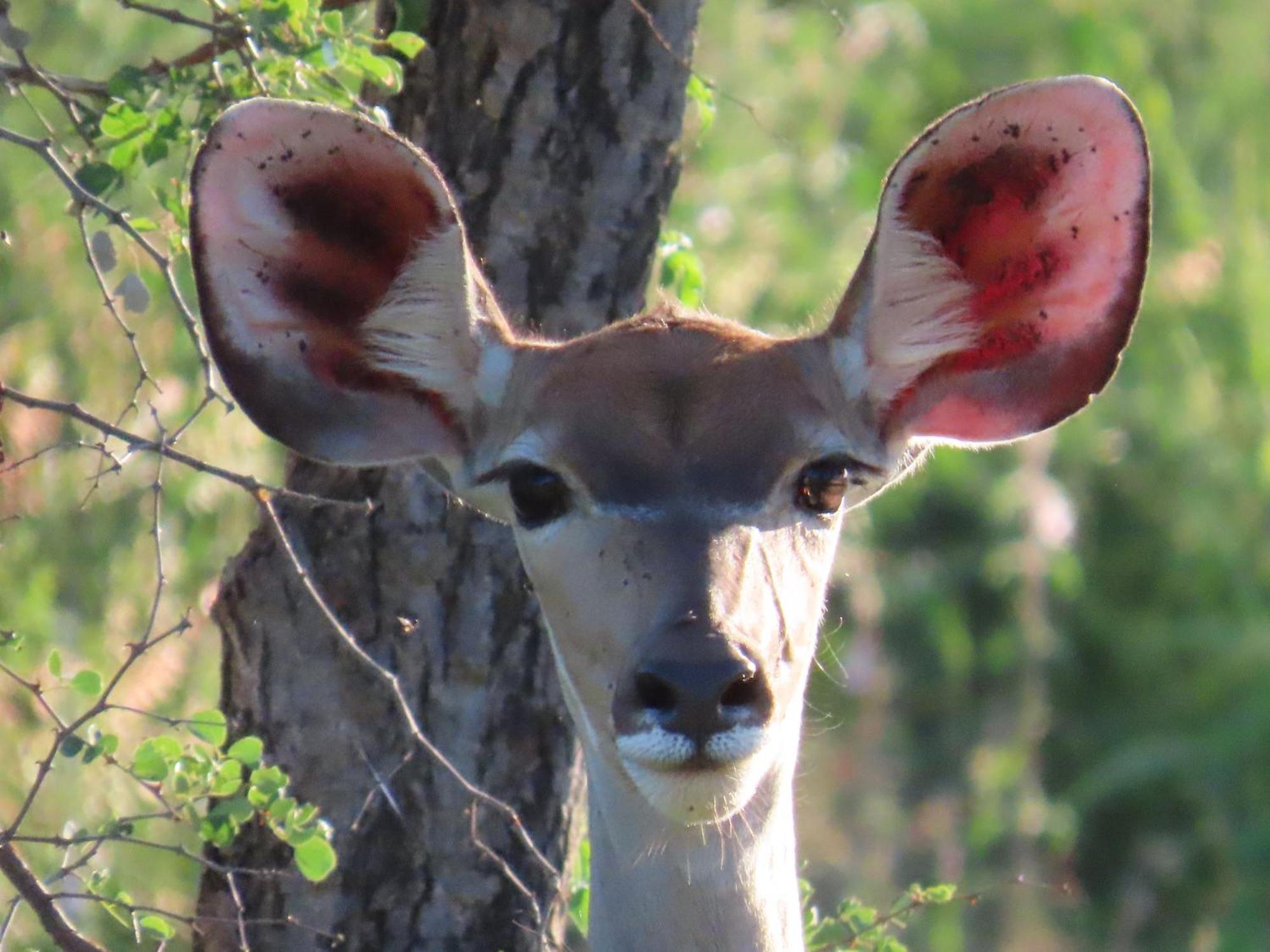 Naledi Lodges Balule Game Reserve Εξωτερικό φωτογραφία