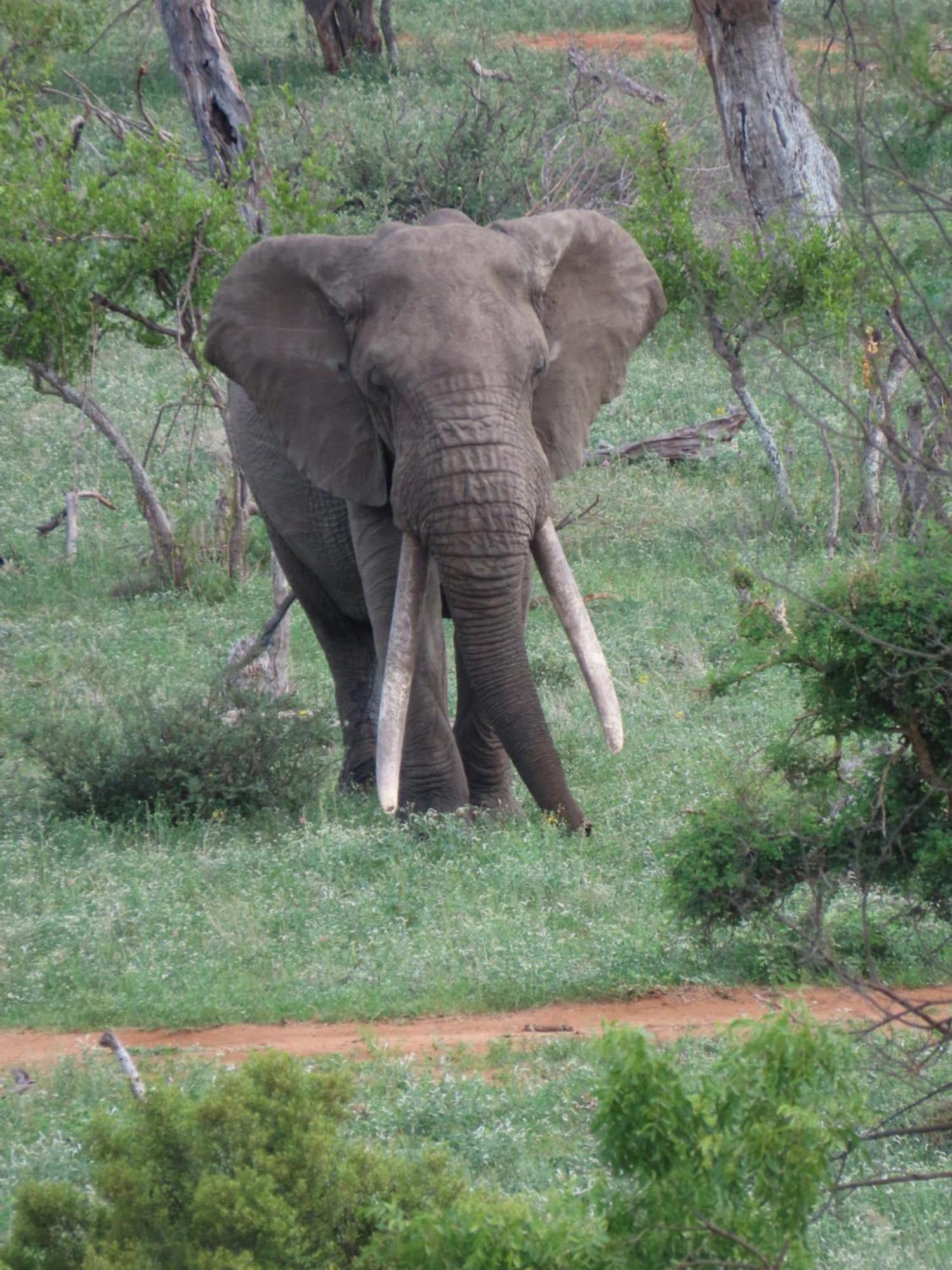 Naledi Lodges Balule Game Reserve Εξωτερικό φωτογραφία