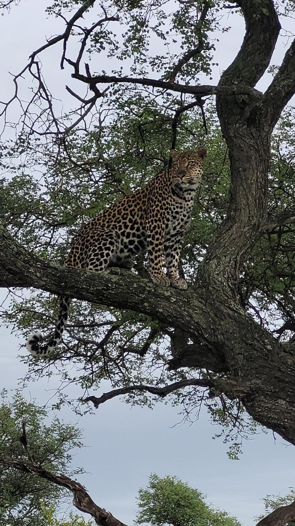 Naledi Lodges Balule Game Reserve Εξωτερικό φωτογραφία