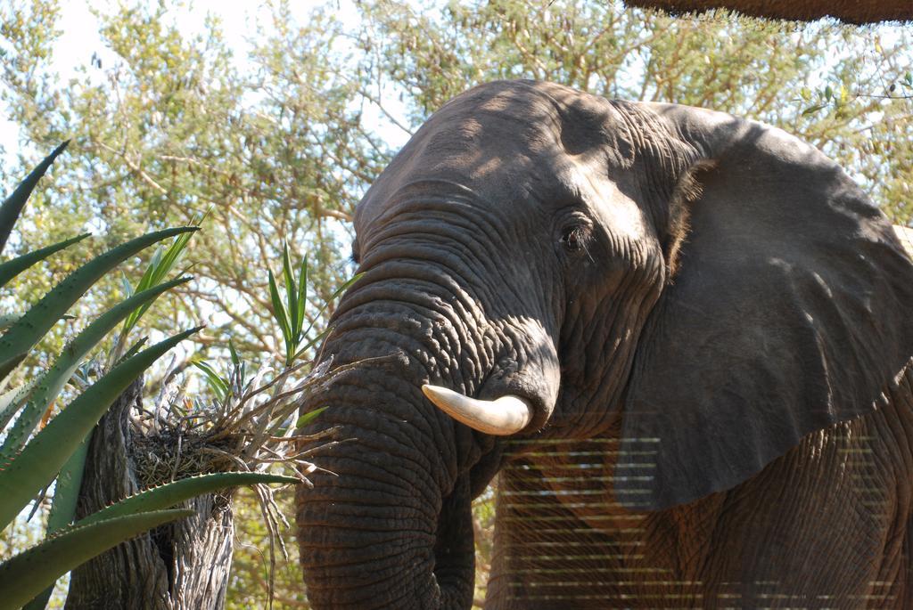 Naledi Lodges Balule Game Reserve Εξωτερικό φωτογραφία