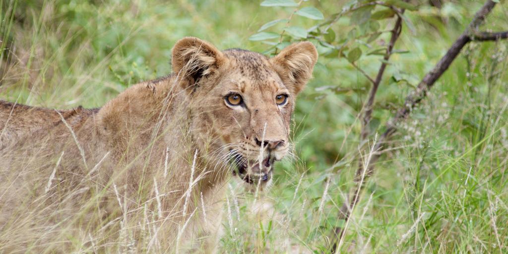 Naledi Lodges Balule Game Reserve Εξωτερικό φωτογραφία
